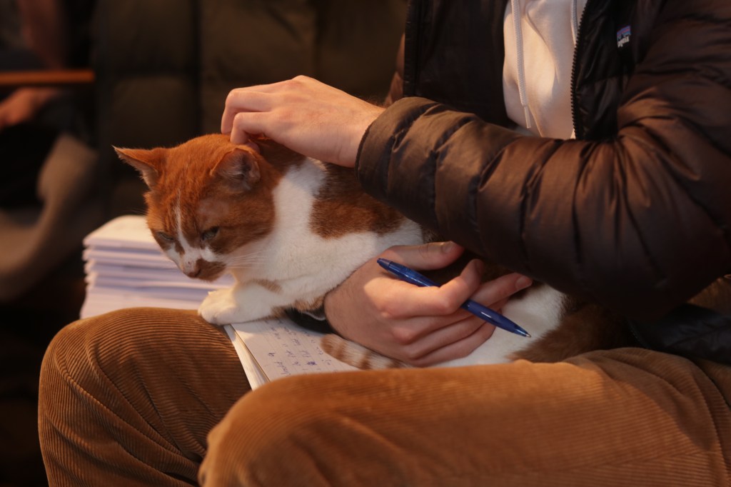 A cat lying on top of a person trying to study. 